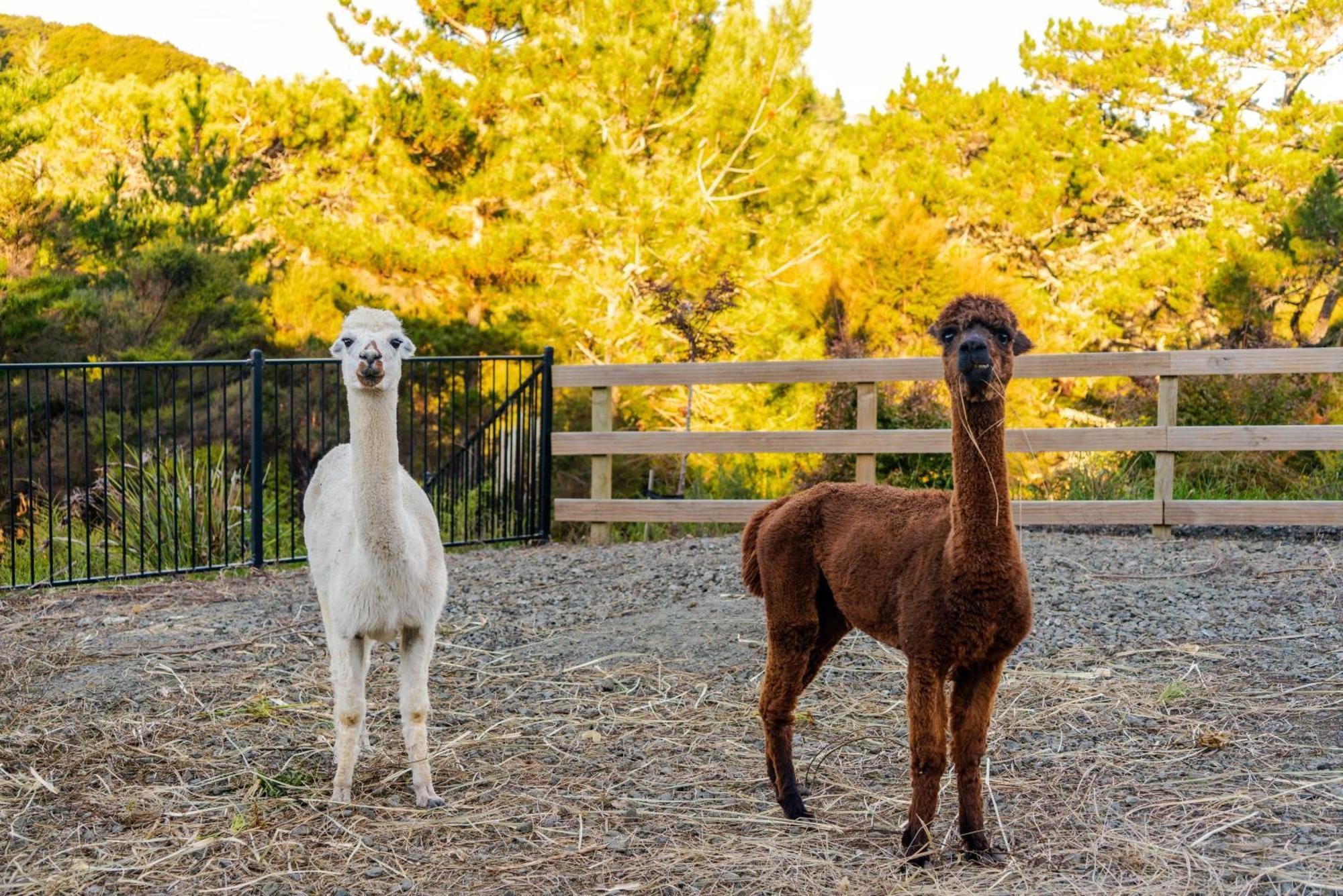 Alpaca Manor Auckland Daire Dış mekan fotoğraf