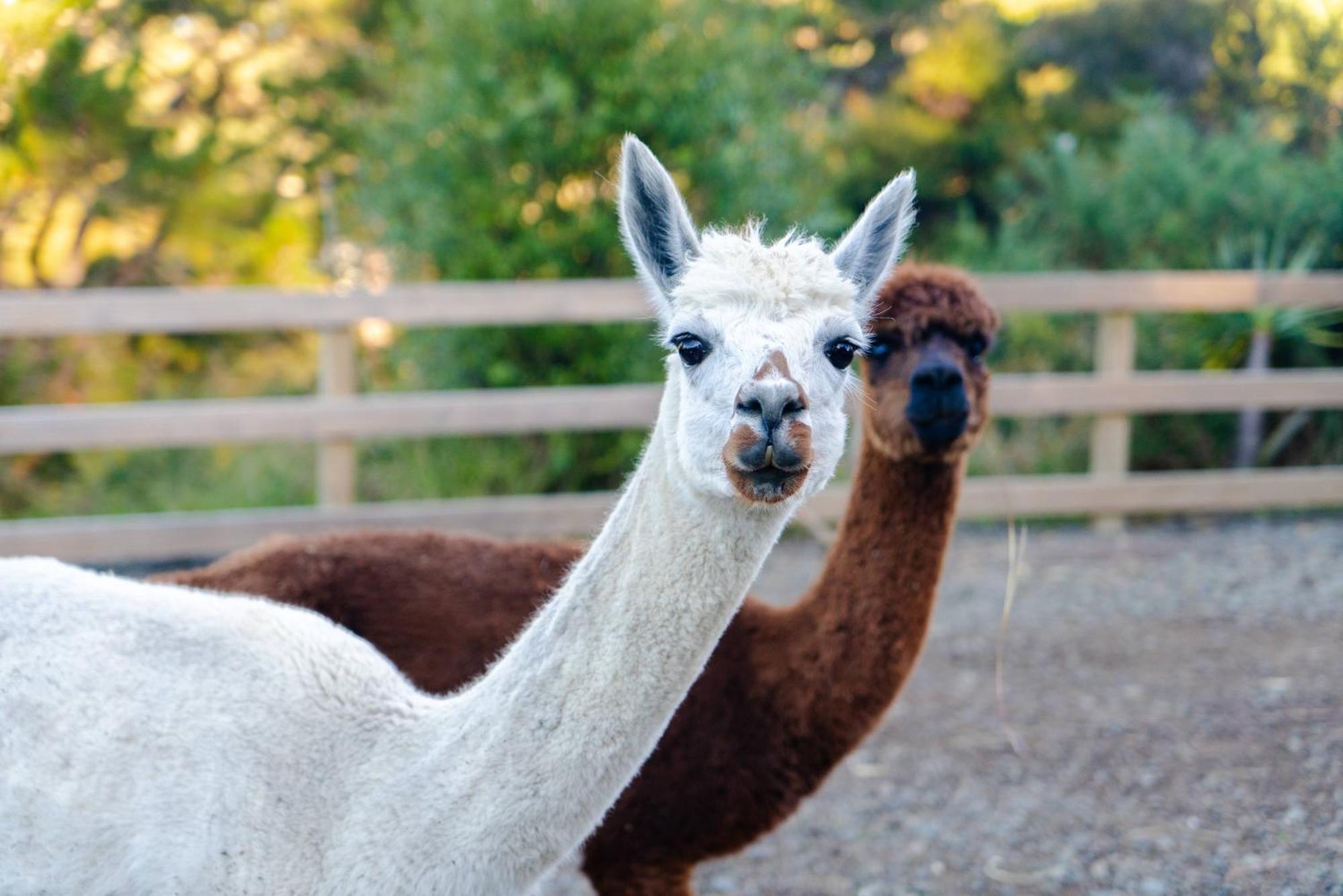 Alpaca Manor Auckland Daire Dış mekan fotoğraf